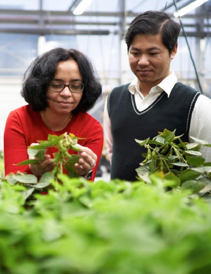 Photo of two people studying a plant in a greenhouse