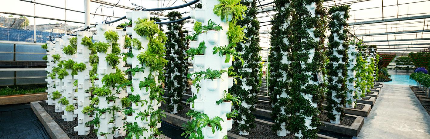 greenhouse-vegetables-2021-08-26-13-39-07-utc1.jpg Vegetables growing in a greenhouse