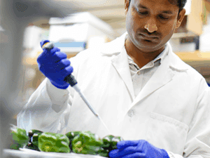 A lab worker in a white coat and blue gloves uses a pipette to apply liquid to several green bell peppers on a tray in a laboratory setting.