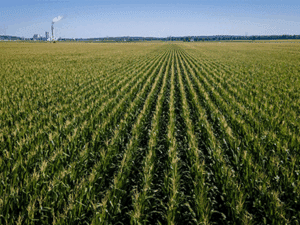 Expansive cornfield with evenly spaced rows receding to the horizon under a clear blue sky, and an industrial plant with a smokestack visible on the distant left.