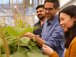 Three researchers in a greenhouse examine leafy plants as one man points at a stem and the others observe closely.