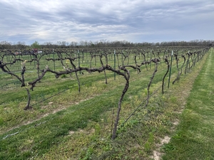 Rows of pruned grapevines on trellises stretching into the distance under a cloudy sky in a grassy vineyard field