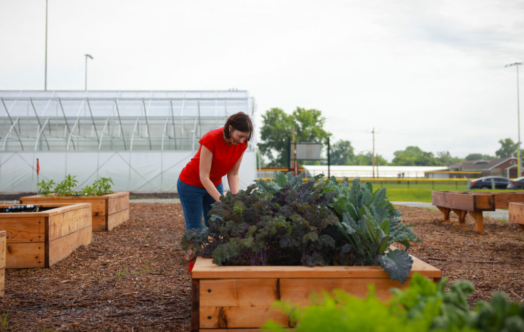 Woman in a red shirt tends kale in a wooden raised garden bed near a greenhouse