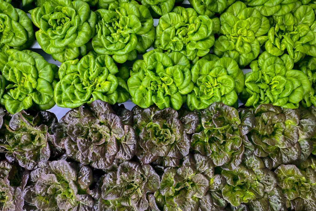 VertiGreens Provided Photo 1